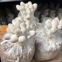 ราคา เห็ดโคนน้อย 10 ก้อน พร้อมเปิดดอก (5541097160)