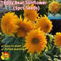 ราคา ปลูกง่าย ปลูกได้ทั่วไทย (5 เมล็ด/ซอง) เมล็ดพันธุ์ ดอกทานตะวัน Teddy Bear Sunflower Seeds เมล็ดพันธุ์ทานตะวัน ทานตะวัน (27059478614)