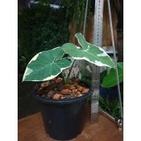ราคา ต้นถุงเงินถุงทอง ด่างเหลือง/ด่างขาว (Alocasia Mickey Mouse)/พร้มกระถาง (9477827683)