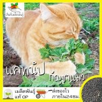 ราคา เมล็ดพันธุ์ แคทนิป กัญชาแมว 1000 เมล็ด Catnip Seed เมล็ดพันธุ์แท้100%นำเข้าจากต่างประเทศ ปลูกผัก สวน ตำแยแมว ต้นแคทนิป (13048377607)