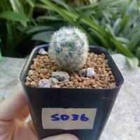 ราคา S036 แมมคามิเน่ (1279243301)