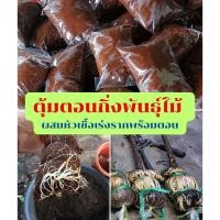 ราคา ตุ้มตอนกิ่ง ชุด 20 ตุ้ม หมักน้ำยาเร่งราก สำหรับตอนกิ่งพันธุ์ไม้ (43308938673)