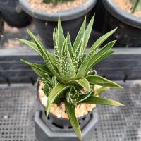 ราคา ฮาโวเทีย ม้าเขียว Haworthia Herbacea ไม้อวบน้ำ Cactus&Succulent (27483853191)
