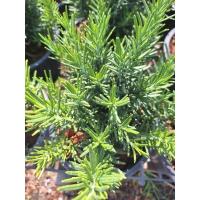 ราคา ต้นโรสแมรี่ชนิดแบบยืนต้น (23843091340)