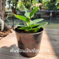 ราคา ต้นช้อนเงินช้อนทอง (7878051923)