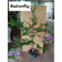 ราคา ต้นม่วงเจริญ ม่วงเจริญ หลินซาน (44422782445)