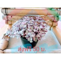 ราคา ริบบิ้นชาลี ต้นไม้ประดับ ต้นไม้ขนาดเล็ก ต้นริบบิ้นชาลีในกระถาง 4 นิ้ว ราคา 50 บ.ไม้กระถางขนาดเล็ก ดูแลง่าย (19695517648)