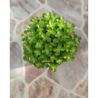 ราคา ต้นสร้อยเงินสร้อยทอง สร้อยเงินสร้อยทอง ไม้มงคล ไม้ประดับ ไม้ฟอกอากาศ (11459128470)