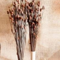 ราคา ดอกไม้เเห้ง ดอกกระถินทุ่งเเห้ง ใช้ตกเเต่งประดับบ้านใช้จัดช่อดอกไม้ หรือเป็นงานdiy (4917883289)