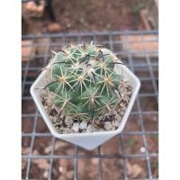 ราคา ช้างแคคตัส ช้างไตรภู ไม้เมล็ด ส่งถอดกระถาง (23558630333)