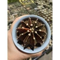 ราคา ต้นกระบองเพชร Cactus, ยิมโนด่าง Gymnocalycium Mihanovichii Variegata ไม้เพาะเมล็ด (20467641882)