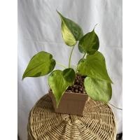 ราคา ต้นนางกวักทองด่าง , ต้นนางกวักทองเรียกทรัพย์ ด่าง (2984197841)