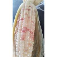ราคา เมล็ดพันธุ์ข้าวโพดข้าวเหนียวม่วงแต้ม ขาว-ม่วง 50 เมล็ด 35 บาท (44163292009)