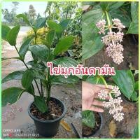 ราคา ต้นไข่มุกอันดามัน ดอกเป็นช่อสีชมพู ส่งทั้งกระถางไซร์12นิ้ว ขนาดต้น50-60ซม. (25059748481)
