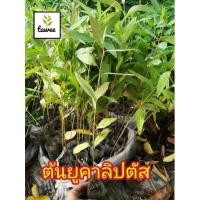 ราคา ต้นยูคาลิปตัส #กล้าไม้ป่าไม้เศรษฐกิจ​ ยูคาลิปตัส​ ต้นยูคา​ (4195482532)