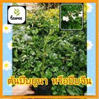 ราคา ต้นปีบยูนาน ปีบยูนาน ไม้ดอกหอม ดอกสีขาว ไม้พุ่มออกดอกตลอดปี ถุงชำ​ 4​นิ้ว​ ปลูกกลางแจ้ง ชอบแดดจัด ดอกมีกลิ่นหอมอ่อนๆ (18074890651)