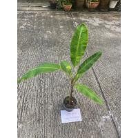 ราคา ต้นกล้วยเล็บมือนางด่างบางกรวย #2ต้นที่ส่ง คือ ต้นในรูป หน่อชำ ด่างสวย เชื้อดี รากเดินดี (25122941309)