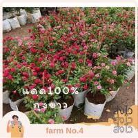 ราคา (ส่งไว) ต้นกุหลาบแคระหนูฮอลแลนด์ ถุงขาว ดอกดก สวย (25267642106)