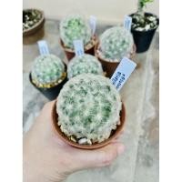 ราคา Mammillaria ขนนกแมมขนนกขาว (7062789075)