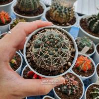 ราคา Gymnocalycium Hybridยิมโนคาไลเซียมลูกผสม ไม้เมล็ด (10204619498)