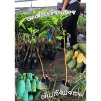 ราคา 2ต้น มะม่วงเขียวเสวย ต้นพันธุ์เสียบยอด (18979198675)