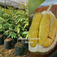 ราคา ต้น​ทุเรียน​มูซังคิง ขนาดต้น 1เมตรอัฟ (13401375183)