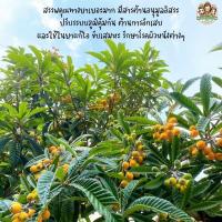 ราคา ต้นปีแป๋ (ผลเล็ก) หรือ ต้นชวนป๋วยปีแป่กอ ไม้เพาะเมล็ด ผลรสชาติหวานเปรี้วชุ่มคอ ใบมีสรรพคุณทางยา (43717882447)