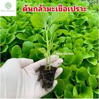 ราคา ต้นกล้ามะเขือเปราะ หยดน้ำ ราชบุรี แข็งแร (29953388106)