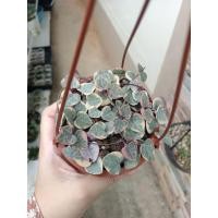 ราคา สายป่านดวงใจด่าง-String of heart (18282407376)