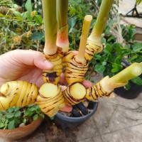 ราคา ข่าเหลือง ข่าแก่ ขุดสดก่อนส่ง พร้อมส่ง 1 กิโลกรัม (24012597077)