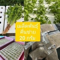 ราคา เมล็ดพันธุ์คึ่นช่ายยอดนิยมซองใหญ่20 กรัม (24887861312)