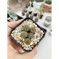 ราคา แจกโค้ด DEC50SC ลด 50.-ยิมโนพอต ไม้เมล็ด ในกระถาง 2 นิ้ว มีเชื้อด่างทุกต้น อ่านรายละเอียดก่อนสั่งซื้อนะคะ (3569878742)