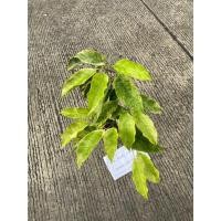 ราคา ต้นพิกุลด่าง ต้นที่ส่ง คือ ต้นในรูป (28823544945)