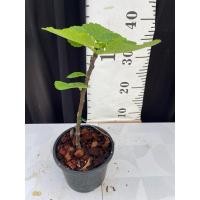 ราคา มะเดื่อฝรั่ง Fig พันธุ์ I258 (29209661504)