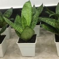 ราคา ต้นลิ้นมังกรแคระในกระถางสีขาว 1 ต้น เป็นของขวัญ ประดับ ฟอกอากาศ (7271756749)