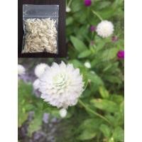 ราคา เมล็ดดอกบานไม่รู้โรย สีขาว ซองละ 10บาท (11229655693)