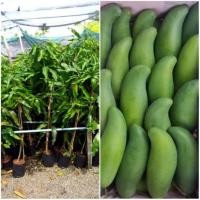 ราคา 1 ต้นมะม่วง พันธุ์ ​มันขุนศรี​ โบราณ ทาบกิ่ง พร้อมปลูก ลำต้นสูง 70-80 ซม (9812742683)