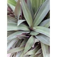 ราคา ว่านกาบหอย เก็บสด (1 ชุด 20 ใบ) (27986889143)