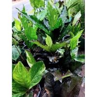 ราคา ไม้มงคลไม้ฟองอากาศจัดสวน (26702757770)