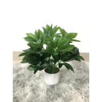 ราคา ต้นหนวดปลาหมึก สูง 36 ซม. พุ่มหนา (8847639146)