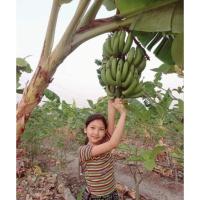 ราคา หน่อหอมทองเตี้ย กล้วยแปลก กล้วยหายาก ขุดสดพร้อมปลูก (26369834093)