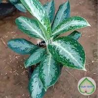 ราคา F176 คฑาทอง อโกลนีมา คฆาทอง #ไม้มงคล #ร่มรำไร #ฟอกอากาศ (4742923161)