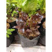 ราคา ต้นพันธุ์ ผักสลัดเรดโอ๊ค Red Oak Lettuce พร้อมปลูกถุงดำ 29 บาท เรดโอ๊ค (28530485574)