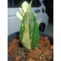 ราคา ต้นกวักมรกตด่าง ไม้มงคล zamioculcas zamiifolia variegated ZZ plant กวักมรกต ใบด่าง (10738078893)