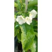 ราคา ต้นจันทร์กะพ้อ ไม้หอมไทย หายาก (26626070783)