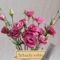 ราคา เมล็ดพันธุ์ ดอกไม้ ลิเซียนทัส กุหลาบไร้หนาม Arena III Red Lisianthus (USA) จำนวน 10 เมล็ด (4485795589)