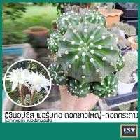 ราคา กระบองเพชร แคคตัส อิชินอปซิส นูปต้า ฟอร์มกอ ขนาดใหญ่ เคาะดิน อิชินอป ดอกขาว( Echinopsis subdenudata Cactus ) (19780290803)