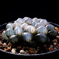 ราคา ฮาโวเทีย หยดน้ำ 'OB1' Haworthia Murasaki Obtusa (2789390027)