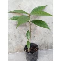 ราคา ต้นชมพู่มะเหมี่ยว / มะเหมี่ยวเพาะเมล็ด ชมพูมะเหมี่ยว ในถุงดำพร้อมปลูก ต้นสูง 40- 60 cm (25293466630)