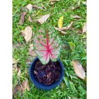 ราคา เจ้ากรุงไกรเซอร์ บอนสี ราชินีแห่งใบไม้ (15113597218)